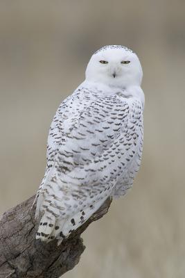 Snowy Owl