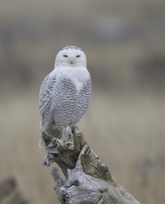 Snowy Owl