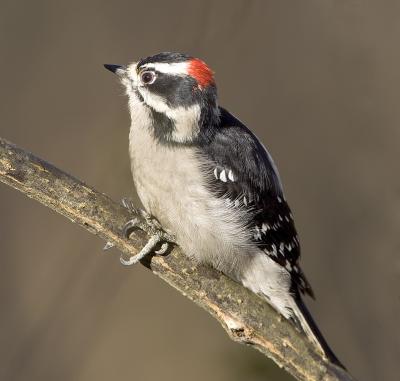 Downy Woodpecker (M)