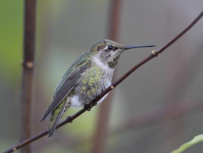 Anna's Hummingbird (M)