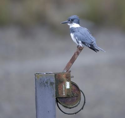 Belted Kingfisher (M)