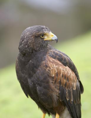 Harriss Hawk (M, captive)
