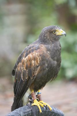 Harris's Hawk (M, captive)