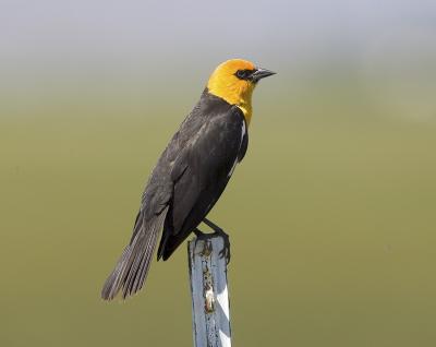 Yellow-headed Blackbird (M)