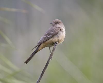 Say's Phoebe