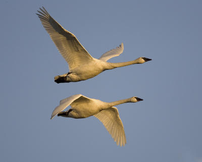 Trumpeter Swans