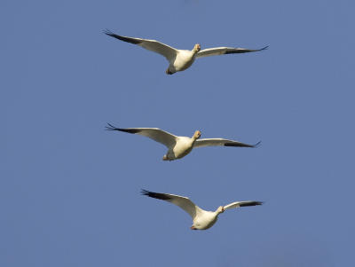 Snow Geese