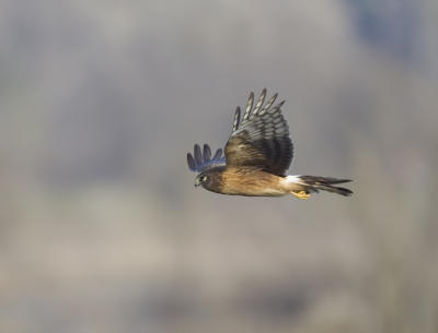 Northern Harrier (F)