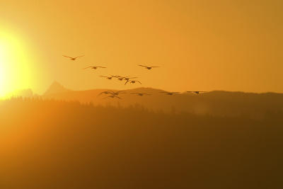 swans at sunrise