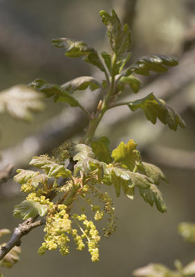 Quercus garryana  Garry oak
