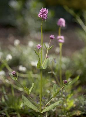 Sea blush  Plectritis congesta  Valerianaceae