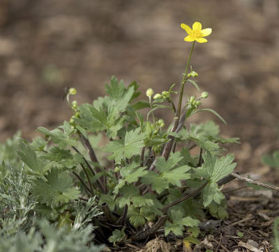 Ranunculus occidentalis Western buttercup