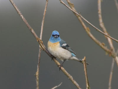 Lazuli Bunting