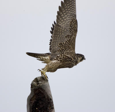 Peregrine Falcon (juv)