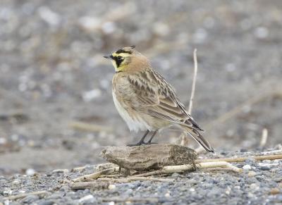 Horned Lark (Pacific Northewest)
