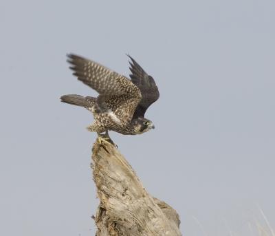 Peregrine Falcon (juv)