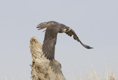 Peregrine Falcon (juv)
