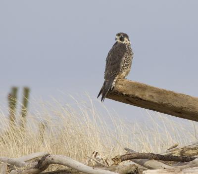 Peregrine Falcon (juv)