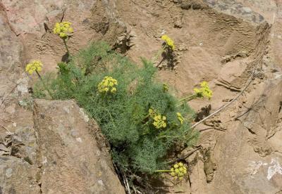 Lomatium grayi  Pungent desert parsley