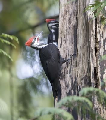 Pileated Woodpeckers (M front, F behind) crop