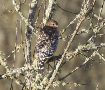 Red-shouldered Hawk (Pacific)