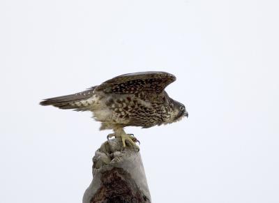 Peregrine Falcon (juv)