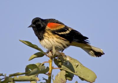 Leucistic Red-winged Blackbird