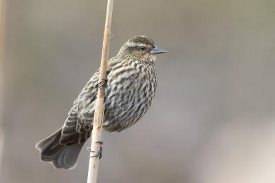 Red-winged Blackbird (F)