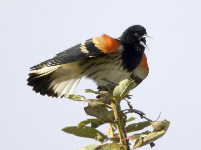 Leucistic Red-winged Blackbird
