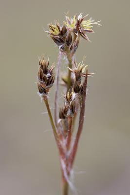 Pacific rush  Luzula campestris (syn. w/ L. comosa)