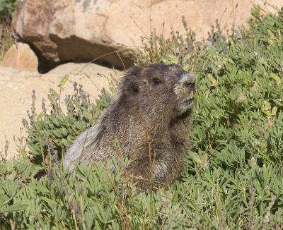 Hoary Marmot (Mt. Rainier)