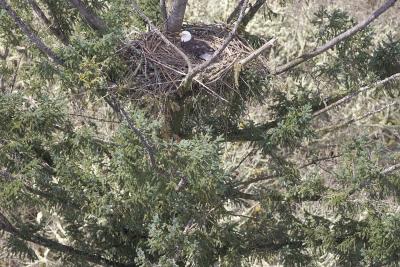 Bald Eagle nesting