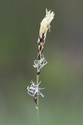 Long stolon sedge  Carex pensylvanica (syn. C. inops)