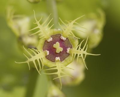 Five stamen mitella Mitella pentandra