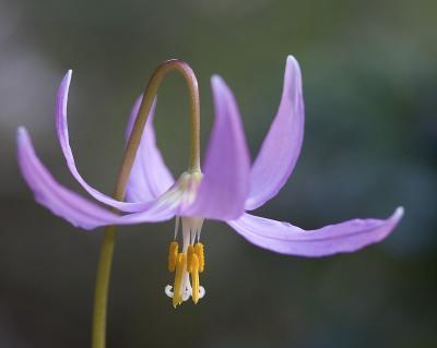 Pink fawn lily Erythronium revolutum