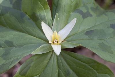 Small flowered trillium  Trillium parviflorum
