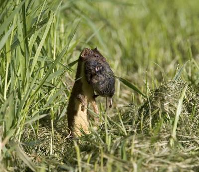Weasel with vole