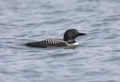 Common Loon (breeding)