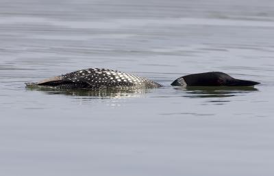 Common Loon