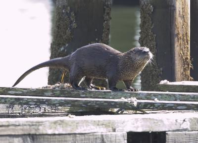 River otter (peeing)