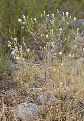 Diffuse knapweed Centaurea diffusa