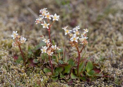 Saxifraga occidentalis Western saxifrage