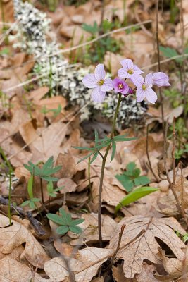 Cardamine nuttallii (C. pulchrrima v. pulcherrima)  Nuttall's  bittercress