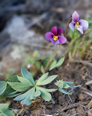 Viola trinervata  Three-nerved violet