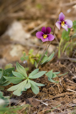 Viola trinervata  Three-nerved violet