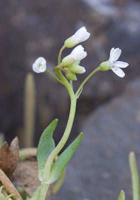 Claytonia exigua ssp. exigua (Montia spathulata)  Pale montia