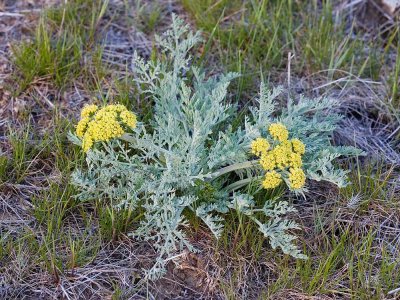 Lomatium macrocarpum  Gray-leaf desert parsley