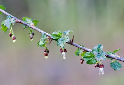 Ribes divaricatum  Spreading gooseberry