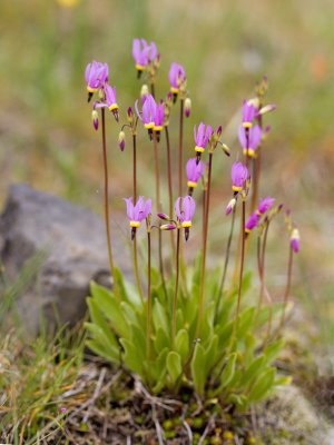 Dodecatheon poeticum  Poet's shooting star