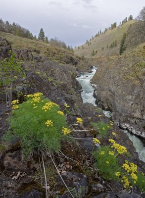 Lomatium grayi above the Klickitat River